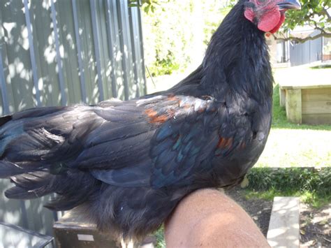 10 week old black australorp